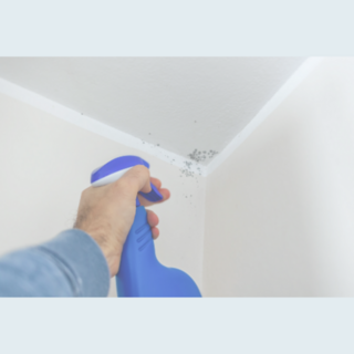 Moss & Mould Killers and Outdoor Cleaners NZ | Insinc