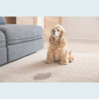 Pet Stain & Odour Removers NZ | Probiotic Cleaners | Insinc